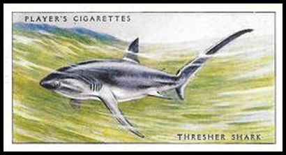 3 Thresher Shark